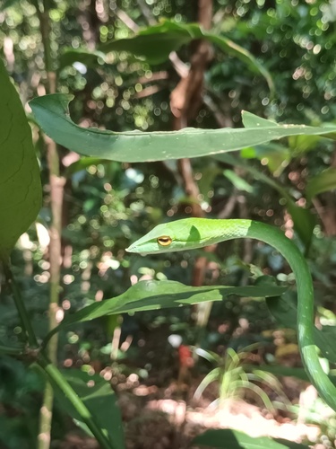 Wall's Vine Snake