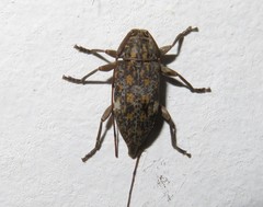 Atrypanius cinerascens