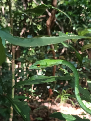 Wall's Vine Snake