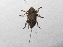 Atrypanius cinerascens