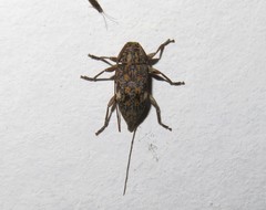 Atrypanius cinerascens