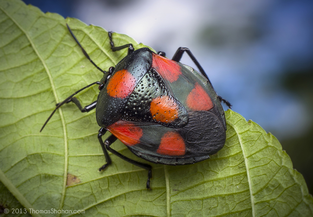 Brachystethus rubromaculatus (Catalogo de observaciones. ) · iNaturalist