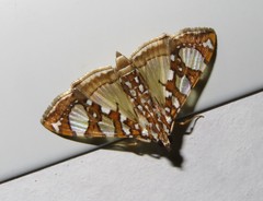 Glyphodes sibillalis