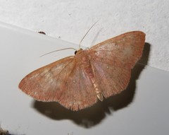 Semaeopus caecaria
