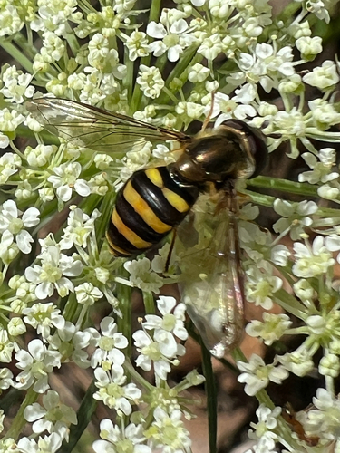 Unknown species found near Feeney Way, Ithaca, NY, US