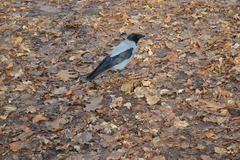 Corvus cornix