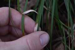 Carex umbellata