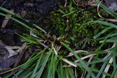 Carex umbellata