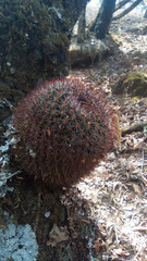 Mammillaria rhodantha