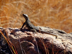 Oplurus quadrimaculatus