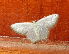 Chloropteryx languescens