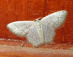 Chloropteryx languescens