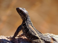 Oplurus quadrimaculatus