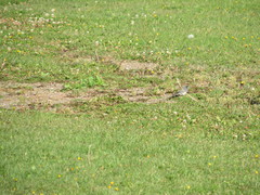 Junco hyemalis image