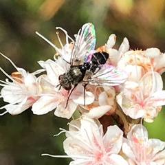 Clausicella setigera