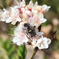 Clausicella setigera