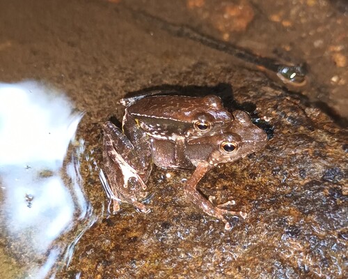 Mallan's Dancing Frog, Micrixalus mallani