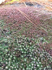 Pyxidanthera brevifolia