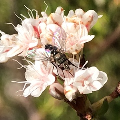 Clausicella setigera