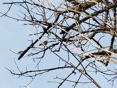 Falco sparverius