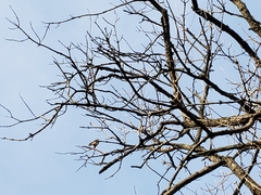 Falco sparverius