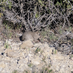 Microcavia australis