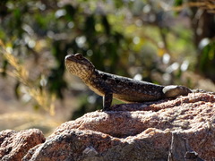 Oplurus quadrimaculatus