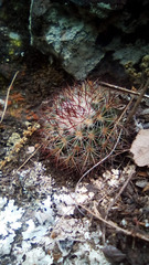 Mammillaria rhodantha