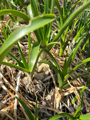 Drimia altissima
