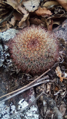 Mammillaria rhodantha