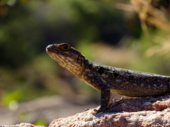 Oplurus quadrimaculatus