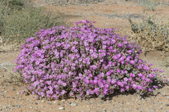 Leipoldtia schultzei