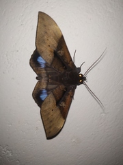Ischyja