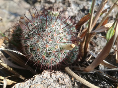 Mammillaria jaliscana jaliscana