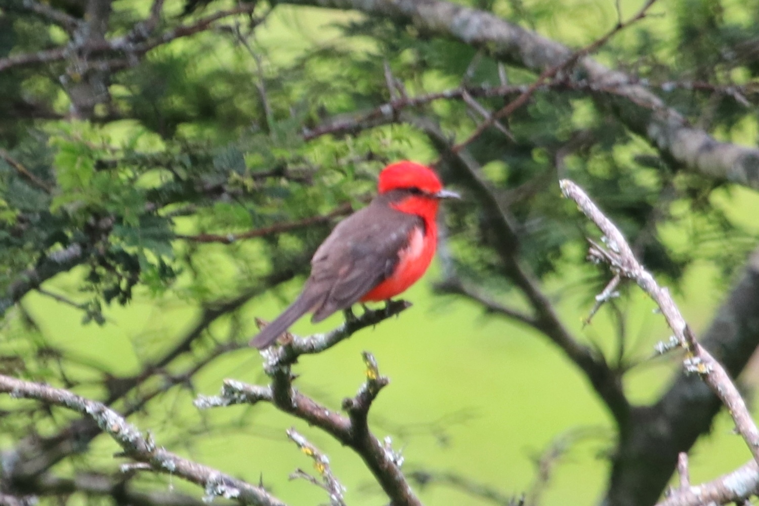 Pyrocephalus rubinus image