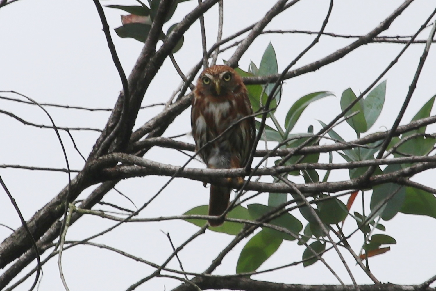 Strigidae image