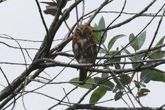 Glaucidium peruanum