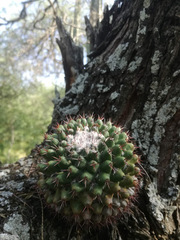 Mammillaria scrippsiana