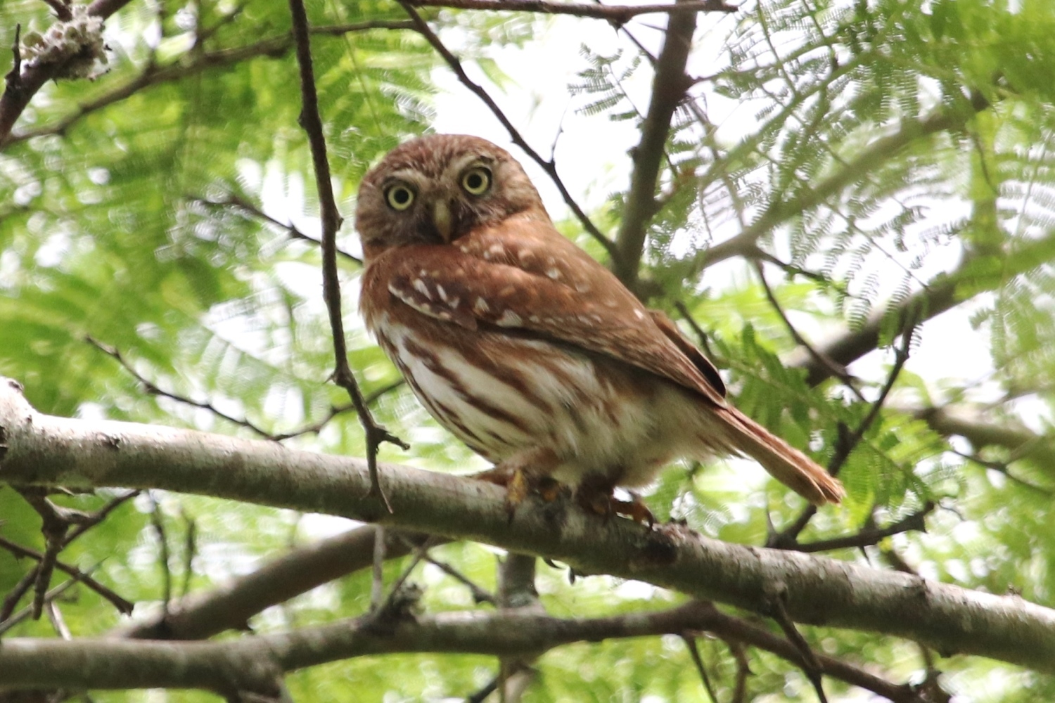 Strigidae image