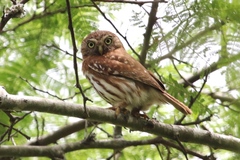 Glaucidium peruanum