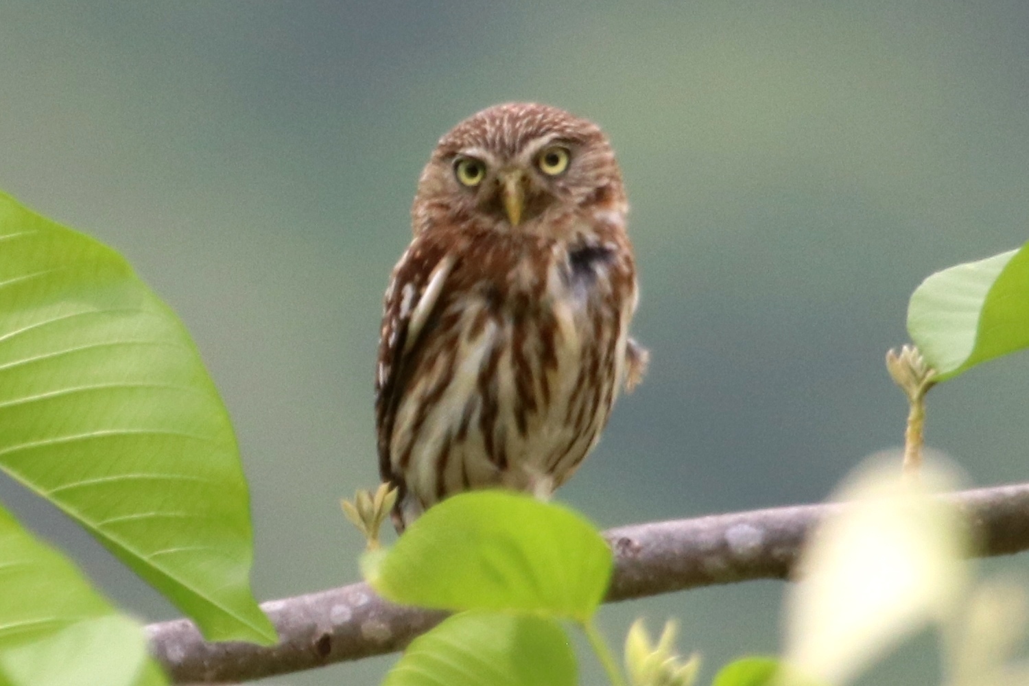 Glaucidium image