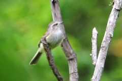 Nesotriccus tumbezanus