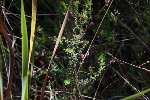 Threadhead Indigo (Indigofera filiformis)