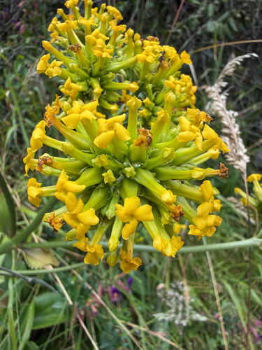 Kalanchoe densiflora (Kalanchoe densiflora)