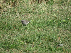 Junco hyemalis image