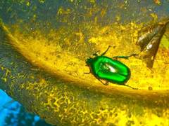 Heterorrhina elegans