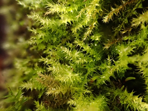 Pseudocampylium radicale observed 2025-10-25