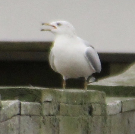 Ring-billed Gull photographed in Alabama