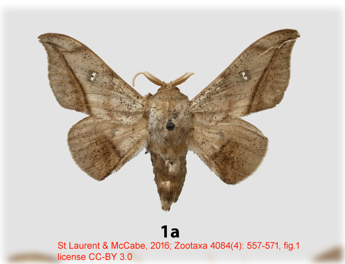 Gonogramma packardii