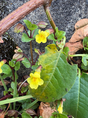 Erythranthe glabrata, photograph (c) Carrie Seltzer, some rights reserved (CC BY)